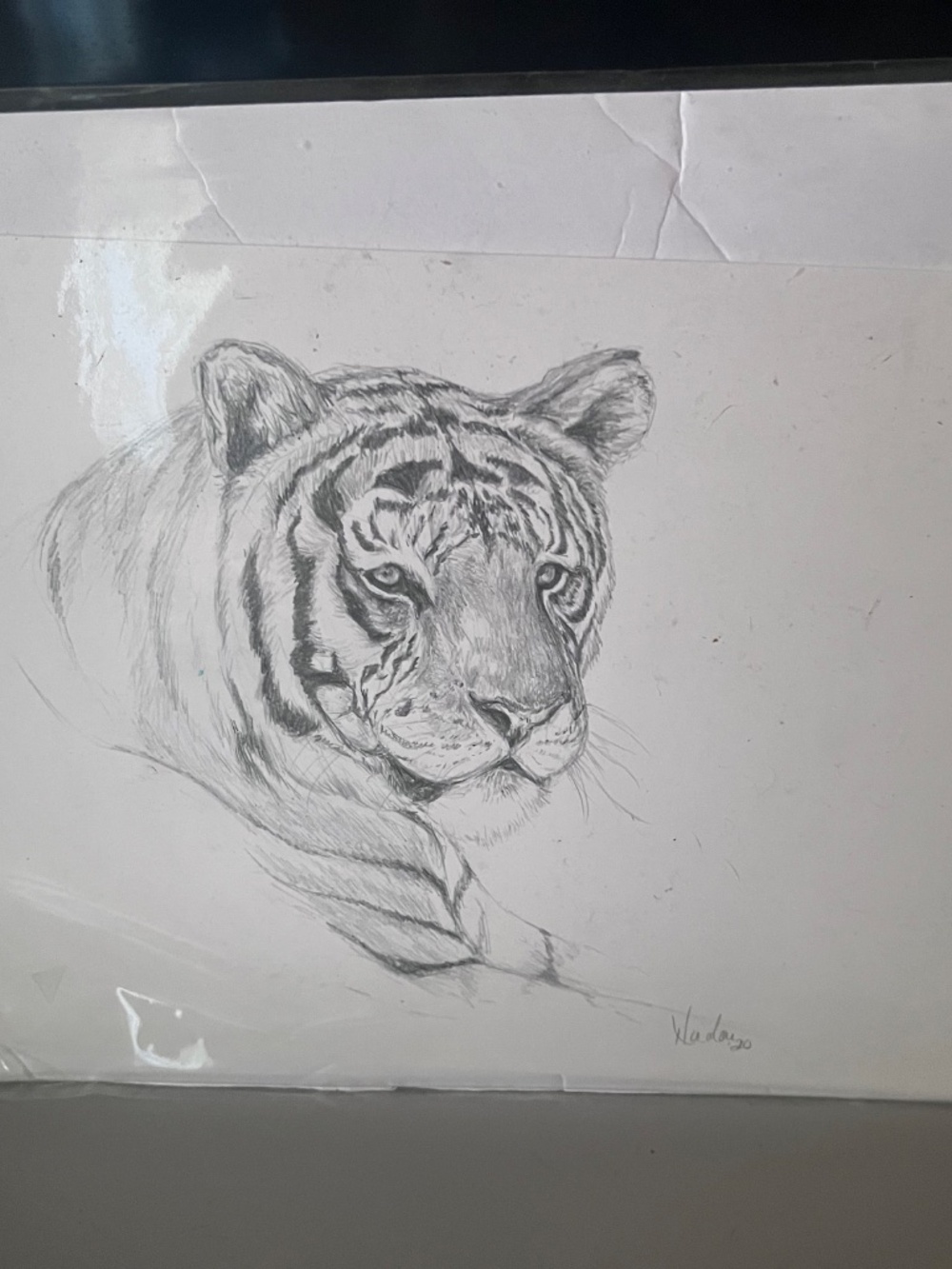 Tiger Sketch - Picture 2 of 2